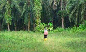 Plant a Tree 
